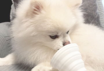 水素酸素サロン Nikolafu千種店 看板犬ゆず(ポメラニアン)2