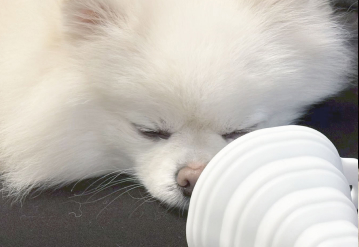 水素酸素サロン Nikolafu千種店 看板犬ゆず(ポメラニアン)3